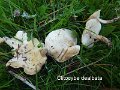 Clitocybe dealbata-amf434